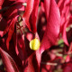 Euonymus carnosus 'Red Wine'