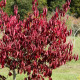 Euonymus carnosus 'Red Wine'