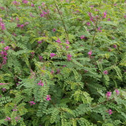 Indigofera heterantha