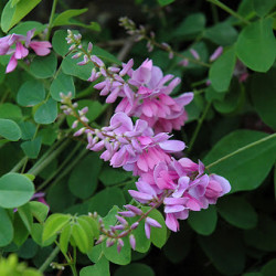 Indigofera kirilowii