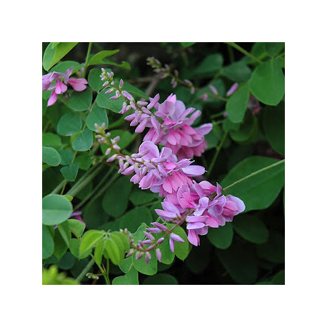 Indigofera kirilowii