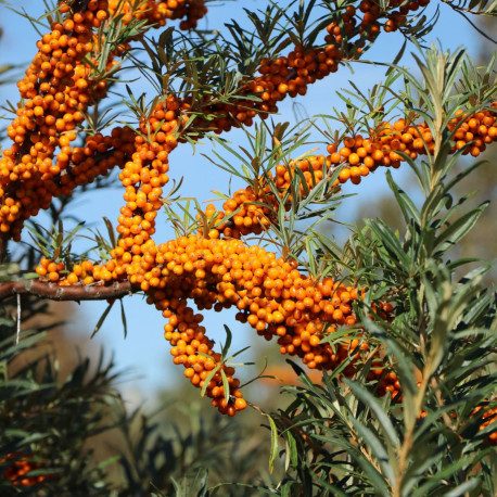 Hippophae rhamnoides 'Hergo'