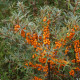 Hippophae rhamnoides 'Leikora'