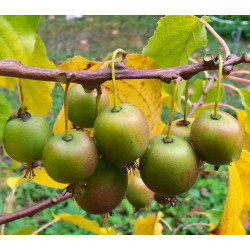 Actinidia arguta 'Ananasnaya'