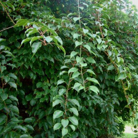 Actinidia arguta 'Weiki'