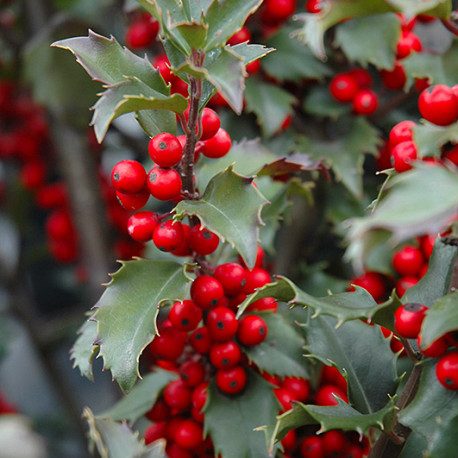 Ilex x meserveae 'Blue Princess'®