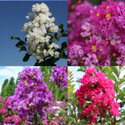 Lagerstroemia indica variés*