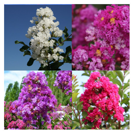 Lagerstroemia indica variés*