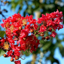 Lagerstroemia indica 'Collonges La Rouge'