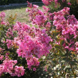 Lagerstroemia indica 'Petite Pink'