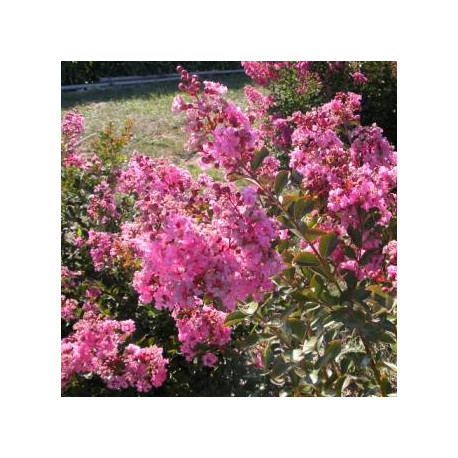 Lagerstroemia indica 'Petite Pink'