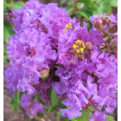 Lagerstroemia indica 'Violet'