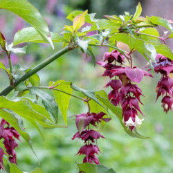 Leycesteria formosa*