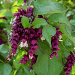 Leycesteria formosa 'Purple Rain'*