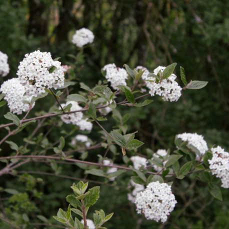 Viburnum x burkwoodii*