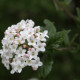 Viburnum x burkwoodii*