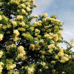 Syringa reticulata subsp. pekinensis 'Yellow Fragrance'