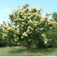 Syringa reticulata subsp. pekinensis 'Yellow Fragrance'