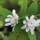 Calycanthus x raulstonii 'Venus'