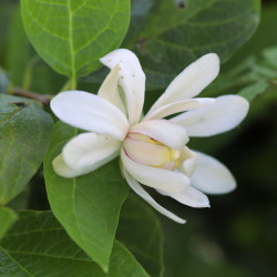 Calycanthus x raulstonii 'Venus'