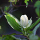 Calycanthus x raulstonii 'Venus'