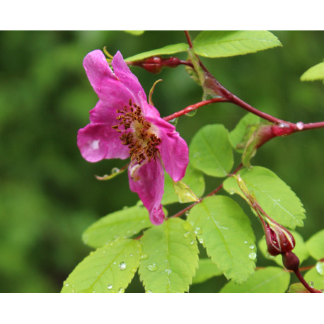 Rosa davurica var. alpestris