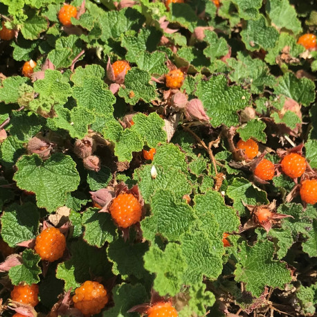 Rubus rolfei 'Emerald Carpet'