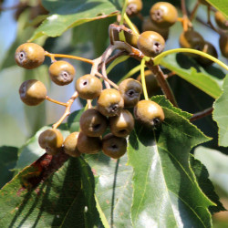 Sorbus torminalis