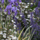 Iris pallida 'Variegata'