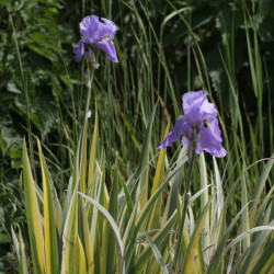 Iris pallida 'Variegata'