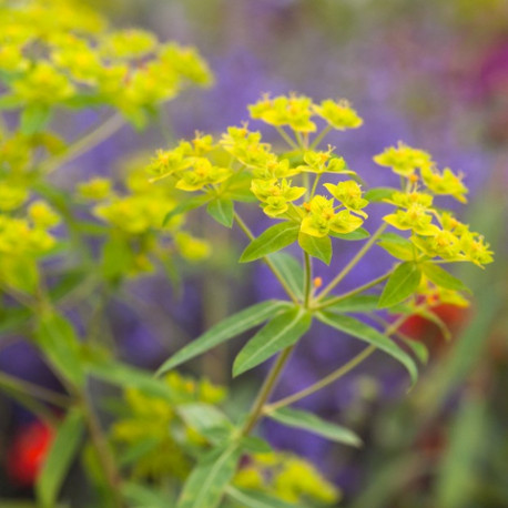 Euphorbia ceratocarpa