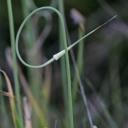 Allium longicuspis