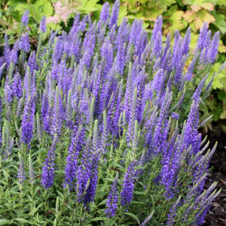 Veronica spicata f. nana 'Blauteppich'