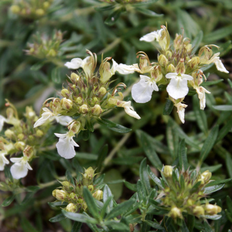 Teucrium montanum