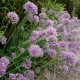 Allium senescens