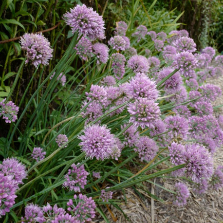 Allium senescens