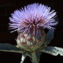 Cynara cardunculus subsp. flavescens