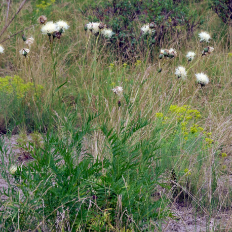 Centaurea ruthenica
