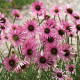 Echinacea tennessensis 'Rocky Top'