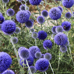 Echinops ritro subsp. ruthenicus 'Platinum Blue'