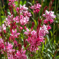 Gaura lindheimeri 'Siskiyou Pink'