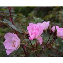 Rosa glauca 'Nova'