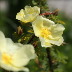 Rosa pteragonis x 'Cantabrigiensis'