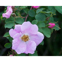 Rosa x hibernica