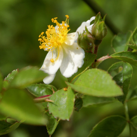 Rosa luciae