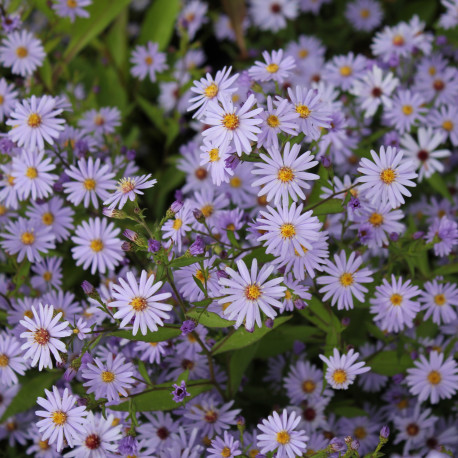 Aster cordifolius 'Blue Heaven'