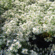 Aster pringlei 'Monte Cassino' *