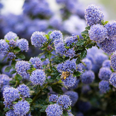 Ceanothus thyrsiflorus 'Repens' *