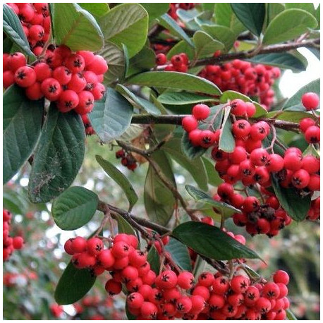 Cotoneaster lacteus *