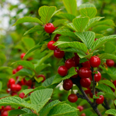 Prunus tomentosa *